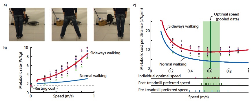 Sideways walking, Figure 1, showing the main
            experimental results, showing how expensive sideways walking
            is and how close to optimal, people are.