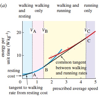 Humans mixing walking and running.